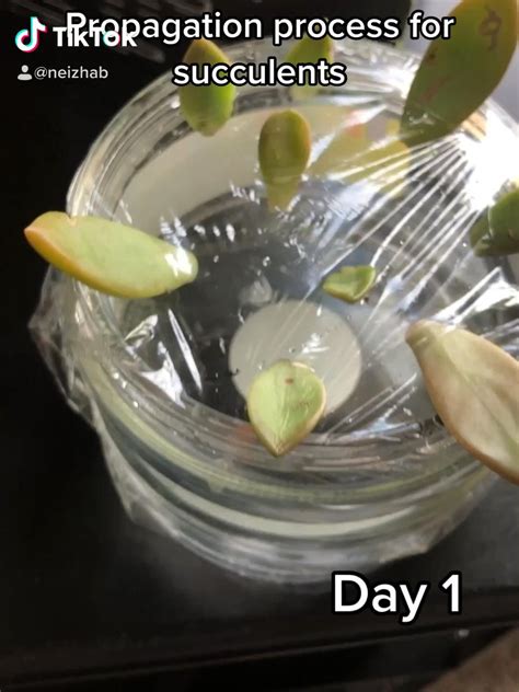 Water Propagation For Succulents How To Avoid Root Rot Guide Artofit