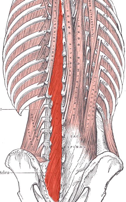 Multifidus And Paraspinal Muscle Group Cross Sectional Areas Of