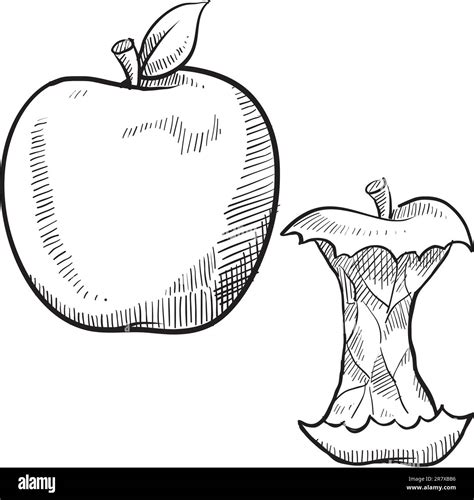 Doodle style apple and apple core vector illustration Stock Vector ...