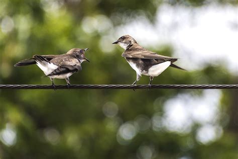 Vögel Sitzend Kabel Thront Kostenloses Foto auf Pixabay