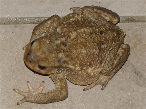 Biodivsone Fiche Crapaud Commun Bufo Bufo