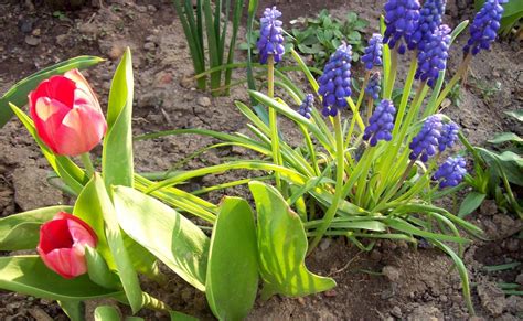 Wallpaper Tulips Muscari Flowers Spring Flowerbed Soil Sun