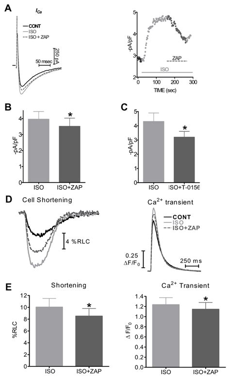 PDE5 inhibition reduced the response to β adrenergic isoproterenol