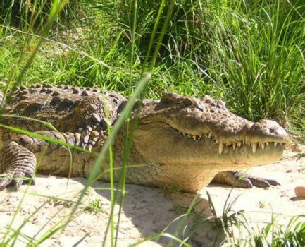 Safari Sights Reptiles In Uganda