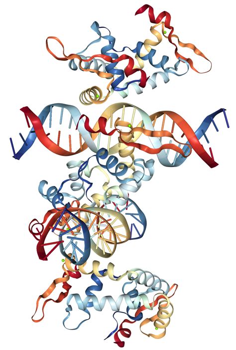 Foxp Protein Overview Sino Biological