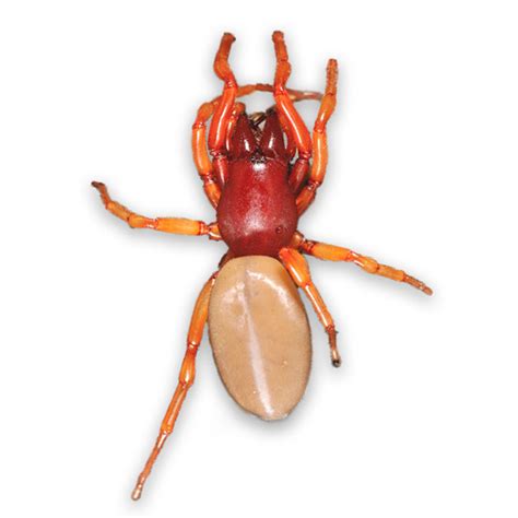 Woodlouse Spider Identification & Behavior | Anderson Pest Solutions