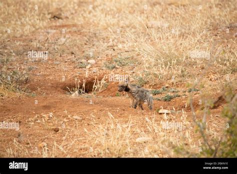 Striped hyena pup, Kenya, Africa Stock Photo - Alamy