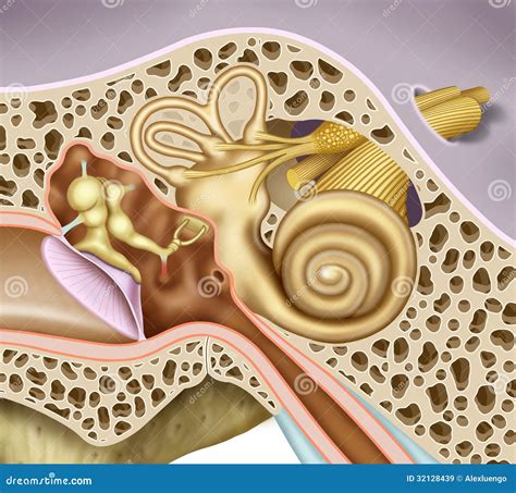 Milieu Et Oreille Interne Images libres de droits - Image: 32128439