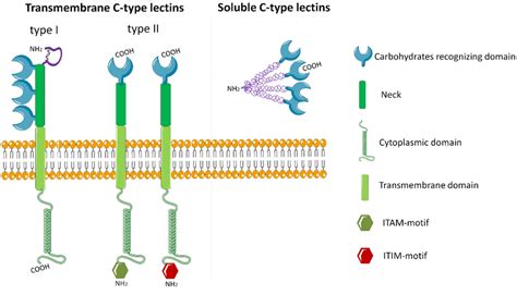 C Type Lectins Receptors Belonging To Transmembrane Type I And Type