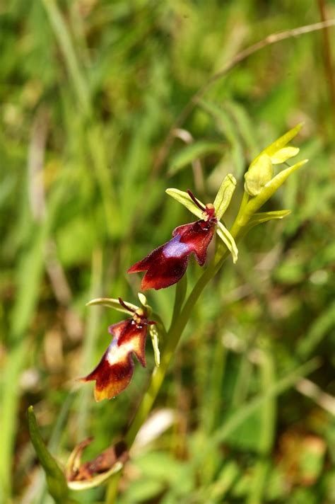 Ophrys Insectifera Fly Orchid Imgp Ophrys Insectifer Flickr