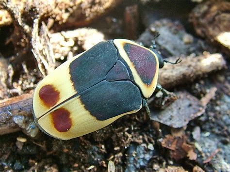 Pachnoda Marginata Peregrina