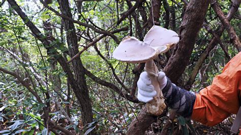 花鳥きのこ好きの素人メモ コテングタケモドキ（amanita Pseudoporphyria） テングタケ科テングタケ属