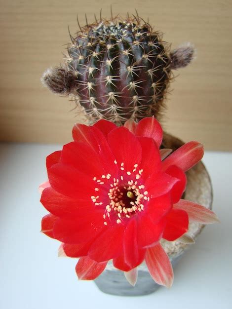 Gran Flor Roja En Cactus Erizo En Una Maceta En Casa Tres Flores Al