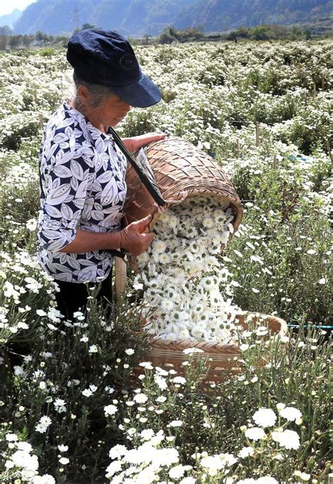 菊中之冠徽州貢菊採摘季 每日頭條