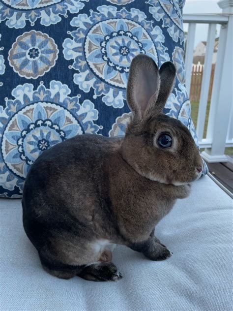 Beautiful Sweet Mini Rex Rabbits For Sale