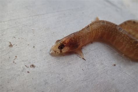 Rock Gunnel Pholis Gunnellus Gulf Of Maine Inc