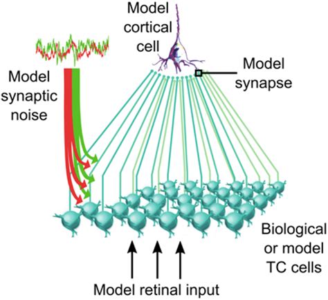 Thalamocortical Convergent Circuit Biological Or Model Tc Cells Download Scientific Diagram