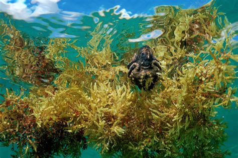 10 Photos of Seaweed Blobs That Will Blow Your Mind - Atlas Obscura