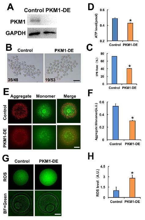 PKM 1 Is Essential For Oocyte Maturation And Quality A Western Blot