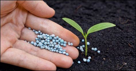 How To Apply Fertilizer The Garden