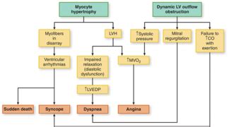 OST 579 Lecture 12 Cardiomyopathies Part 2 Flashcards Quizlet