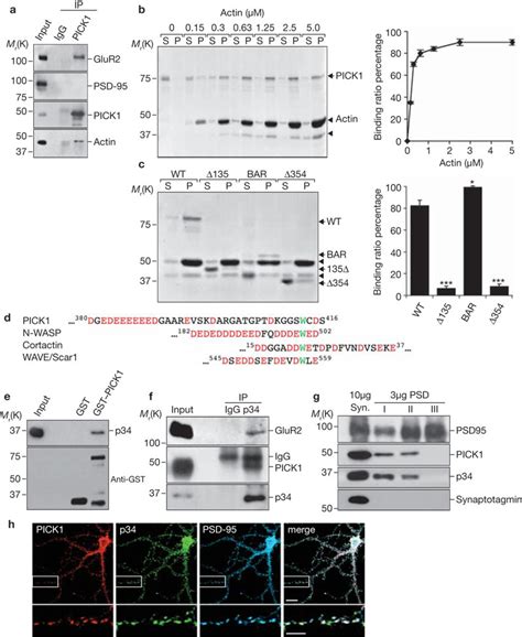 PICK1 Binds F Actin And Arp2 3 Complex A PICK1 Interacts With Actin