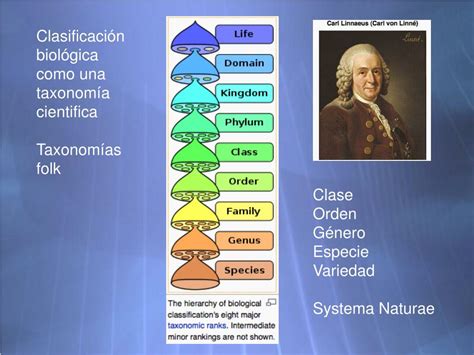 PPT Clasificaci ón biológica como una taxonomía cientifica Taxonomías