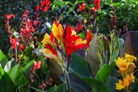 Canna les plus belles variétés Promesse de Fleurs