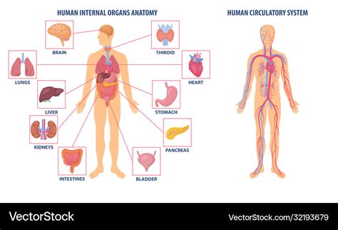 Diagrams Showing Anatomy Human Body Royalty Free Vector