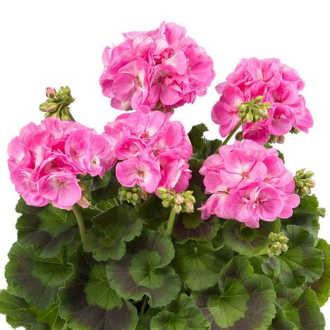 Пеларгония зональная "Кэнди Пинк" (Pelargonium Zonale Candy Pink ...