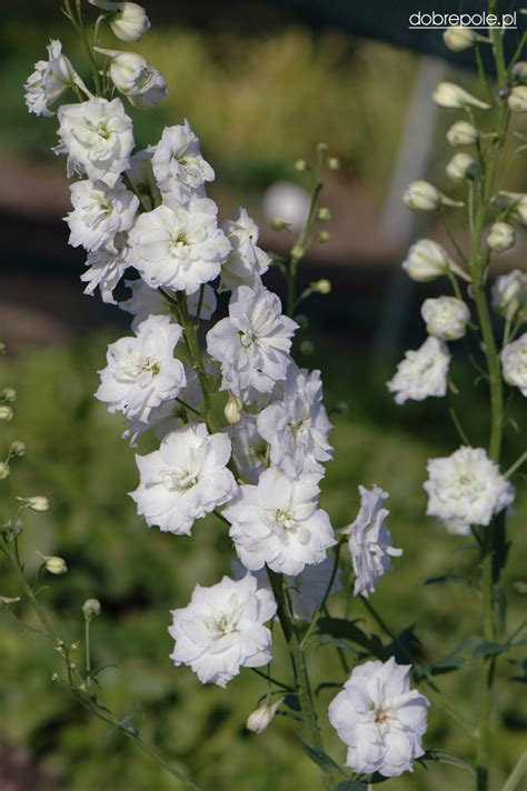 Szkółka Bylin Dobrepole Delphinium Elatum Double Innocence ostróżka