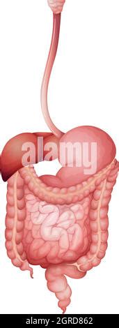 Anatomiche Anatomia L Ano Appendice L Arte Ascendente Biology Corpo