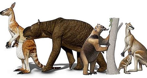 Extinction Of Australian Megafauna Was Not Because Of Man, Study Shows