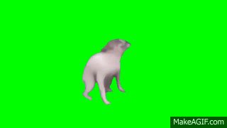 View 26 Dancing Dog Gif Green Screen - bigfunwasuip