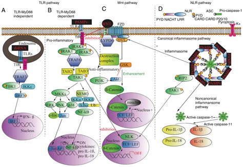 Regulation Of Pathophysiological And Tissue Regenerative Functions Of