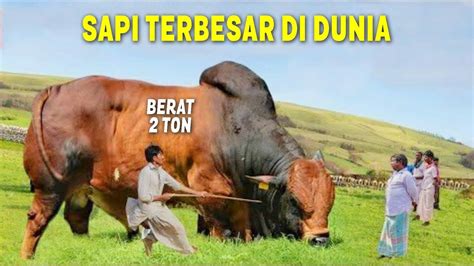 Mirip Gajah Beratnya 2 Ton😱 Inilah 7 Sapi Terbesar Di Dunia Yang