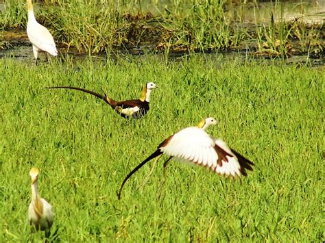 Pheasant Tailed Jacana Project Noah