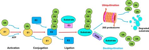 Frontiers Elucidating The Role Of Ubiquitination And Deubiquitination