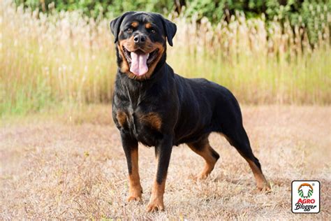 7 Razas de Perros Grandes con Pelo Corto Descúbrelas