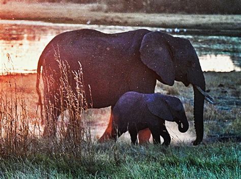 Sunset Mom and Baby Elephant by the Lake in Botswana Africa Photograph by Sherilyn Harper - Pixels