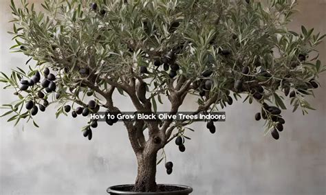 How To Grow Black Olive Trees Indoors Step By Step