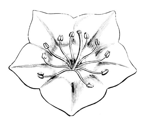 Mountain Laurel Drawing At Getdrawings Free Download