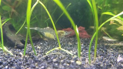 Ghost Shrimp Eggs Youtube