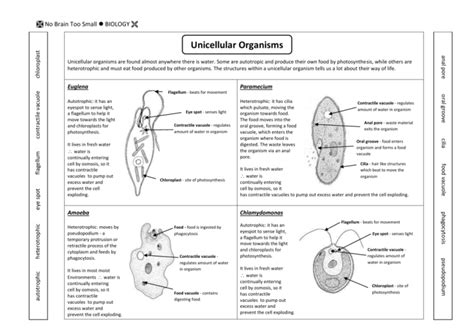 Biology Unicellular Organisms