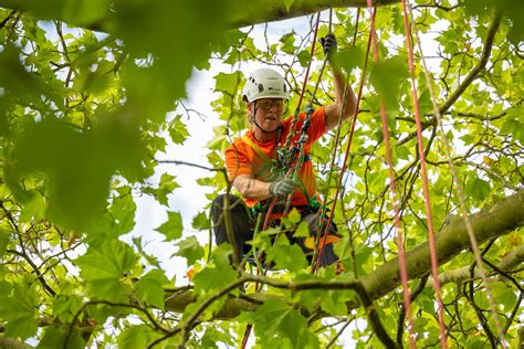 Ukanditcc108 Arboricultural Association Flickr