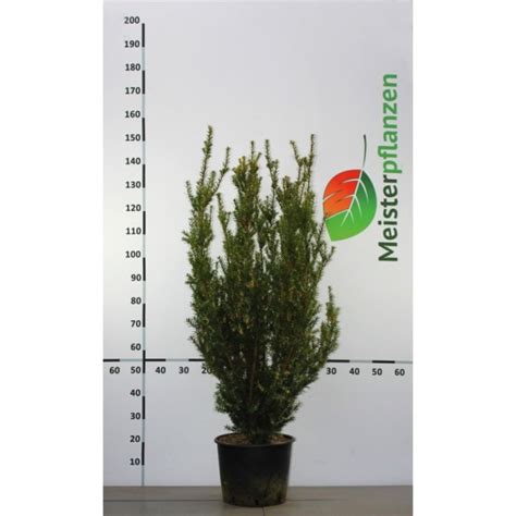 Taxus Media Hicksii 100 120 Cm Im TOPF Eibenhecke Kaufen