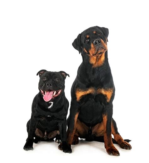 Rottweiler Bull Terrier Mix