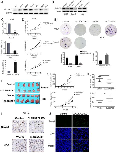 SLC25A22 Increases Proliferation Of Osteosarcoma Cell Lines In Nude