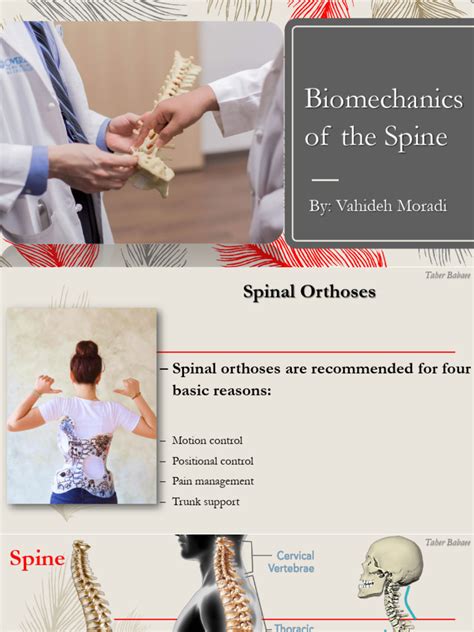 Biomechanics Of The Spine1chapter5t Pdf Vertebral Column Vertebra