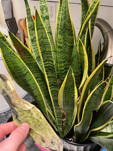 My Snake Plant Is Dying Houseplants